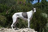 GREYHOUND 162
